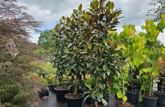 Afbeelding Magnolia Kay Parris - Magnolia grandiflora 'Kay Parris'