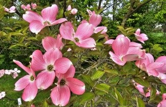 Afbeelding Veelbloemige kornoelje 'Cherokee Chief' - Cornus florida 'Cherokee Chief'