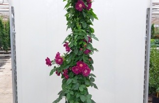 Afbeelding Klimroos 'Night Owl' - Rosa 'Night Owl'
