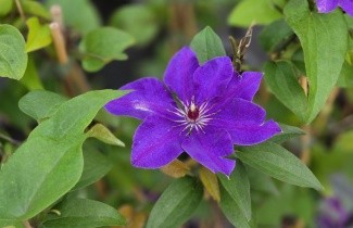 Afbeelding Bosrank 'The President' - Clematis 'The President'
