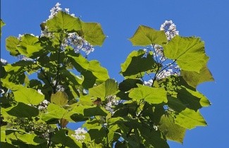 Afbeelding Purperkleurige trompetboom - Catalpa erubescens 'Purpurea'