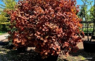 Afbeelding Esdoorn 'Ample Surprise' - Acer 'Ample Surprise'