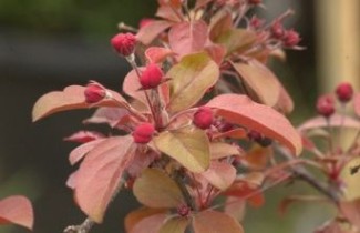 Afbeelding Roodbladige sierappel 'Scarlett'  - Malus toringo 'Scarlett'