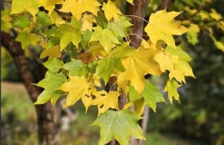Afbeelding Kolchische Esdoorn - Acer cappadocicum  'Aureum'