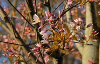 Afbeelding Krentenboompje 'Robin Hill' - Amelanchier arborea 'Robin Hill'