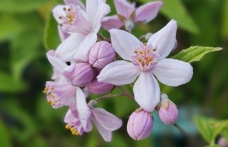 Afbeelding Bruidsbloem 'Mont Rose' - Deutzia hybrida 'Mont Rose'