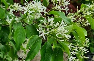 Afbeelding Sneeuwvlokkenboom - Chionanthus retusus