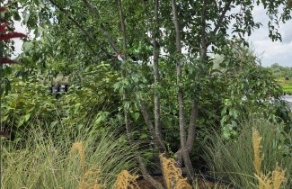 Afbeelding Sierappel 'Toringo' - Malus toringo