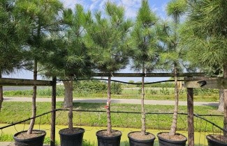 Afbeelding Zeeden - Pinus pinaster