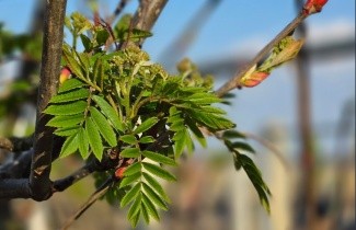 Afbeelding Lijsterbes 'Joseph Rock' - Sorbus 'Joseph Rock'