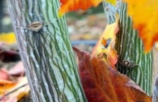 Afbeelding Chinese Esdoorn davidii - Acer davidii