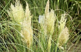 Afbeelding Pampasgras 'Mini Pampas' - Cortaderia selloana 'Mini Pampas'