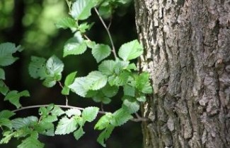 Afbeelding Iep 'Dodoens' - Ulmus 'Dodoens'