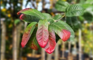 Afbeelding Krentenboompje 'Rainbow Pillar' - Amelanchier canadensis 'Rainbow Pillar'