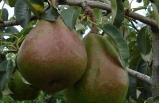 Afbeelding Handpeer "Lady Naomi" - Pyrus communis 'Lady Naomi'