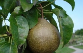 Afbeelding Handpeer "Maagdenpeer" - Pyrus communis 'Maagdenpeer'
