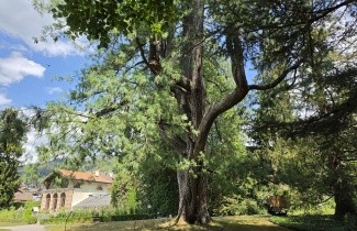 Afbeelding Tranenden - Pinus wallichiana