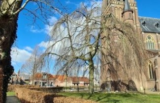 Afbeelding Rode Treurbeuk 'Purpurea Pendula' - Fagus sylvatica 'Purpurea Pendula'
