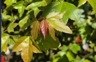 Afbeelding Drietandesdoorn - Acer buergerianum