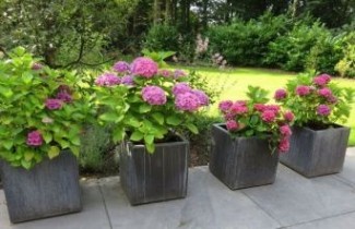 Afbeelding Hortensia 'Leuchtfeuer' - Hydrangea   macrophylla 'Leuchtfeuer'