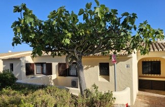 Afbeelding Vijg - Ficus carica