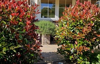 Afbeelding Glansmispel 'Red Robin' - Photinia fraseri 'Red Robin'