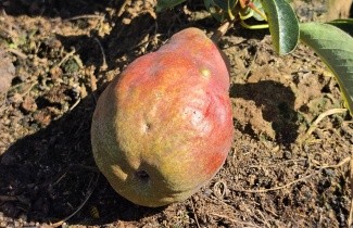 Afbeelding Handpeer 'Williams' - Pyrus communis 'Williams'