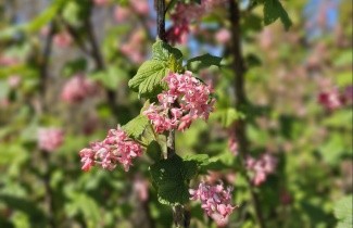 Afbeelding Siertrosbes - Ribes sanguineum 'Pulborough Scarlet'