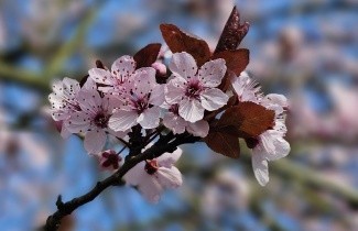 Afbeelding Roodbladige kerspruim - Prunus cerasifera 'Nigra'