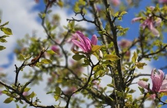 Afbeelding Magnolia 'Ricki' - Magnolia 'Ricki'