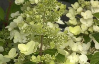 Afbeelding Pluimhortensia 'Grandiflora' - vakbeplanting - Hydrangea paniculata 'Grandiflora'