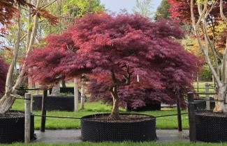 Afbeelding Japanse Esdoorn 'Garnet' - Acer palmatum 'Garnet'