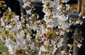 Afbeelding Sierkers 'Brilliant' - Prunus nipponica 'Brillant'