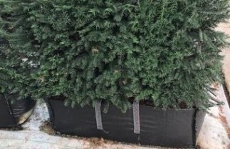 Afbeelding Taxus kant en klaar haag - Taxus baccata