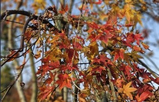 Afbeelding Japanse Esdoorn, cultivar - Acer palmatum 'Ryusen'