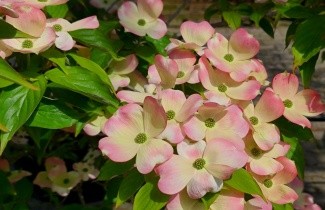 Afbeelding Kornoelje 'Stellar Pink' - Cornus 'Stellar Pink'