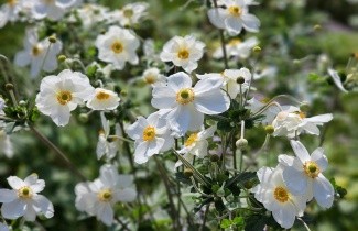 Afbeelding Anemoon - Anemone hyb. 'Honorine Jobert'