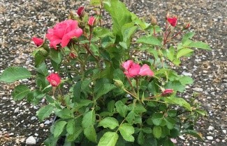 Afbeelding Trosroos 'Bad Birnbach' - Rosa 'Bad Birnbach'