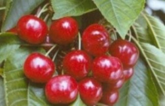 Afbeelding Kers 'Van' - Prunus avium 'Van'
