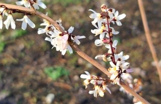 Afbeelding Witte forsythia - Abeliophyllum distichum
