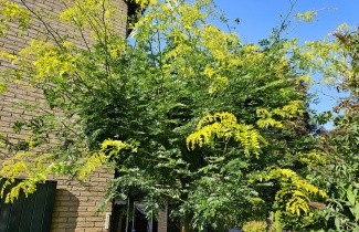 Afbeelding Valse Christusdoorn 'Sunburst' - Gleditsia triacanthos 'Sunburst'
