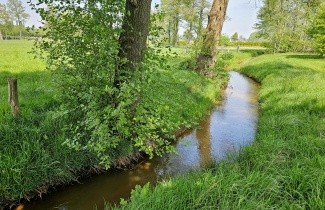 Afbeelding Zwarte Els - Alnus glutinosa