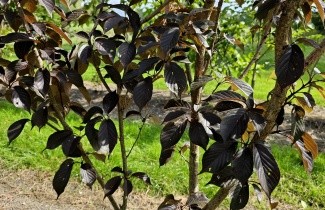 Afbeelding Roodbladige Japanse Sierkers - Prunus serrulata 'Royal Burgundy'