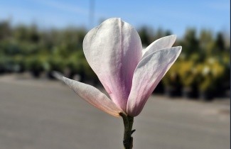Afbeelding Magnolia 'Superba' - Magnolia soulangeana 'Superba'