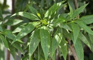 Afbeelding Chitalpa - Chitalpa tashkentensis 'Pink Dawn'