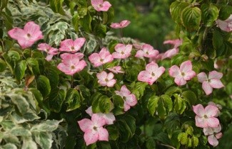 Afbeelding Japanse grootbloemige kornoelje 'Satomi' - Cornus kousa 'Satomi'