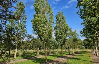 Afbeelding Rode esdoorn 'Scanlon' - Acer rubrum 'Scanlon'