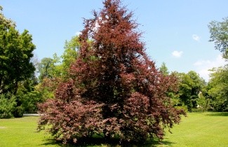 Afbeelding Bonte rode beuk - Fagus sylvatica 'Purpurea Tricolor'