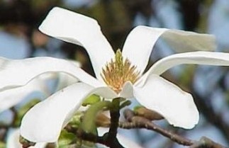 Afbeelding Magnolia 'Isis' - Magnolia kobus 'Isis'
