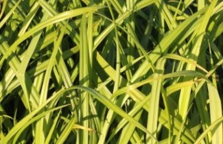 Afbeelding Morgensterzegge - Carex grayi